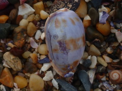 Talostolida pellucens