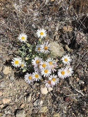 Townsendia florifera