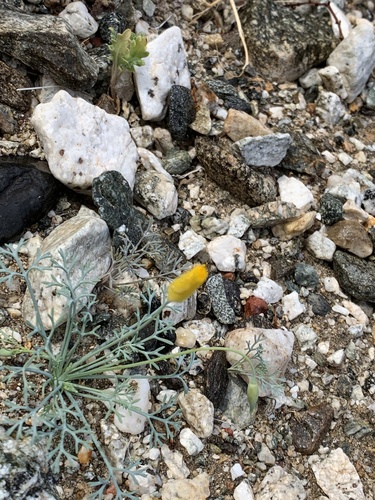 iNaturalist observation photo of Eschscholzia