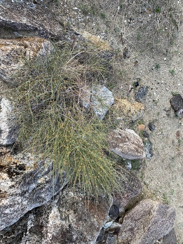 iNaturalist observation photo of Jointfirs