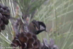 Periparus ater cypriotes