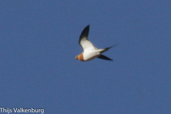 Pterocles alchata alchata