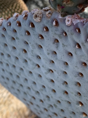 iNaturalist observation photo of beavertail cactus