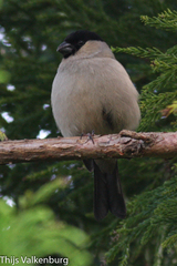 Pyrrhula murina
