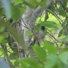 Thamnophilus torquatus