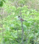 Thamnophilus torquatus