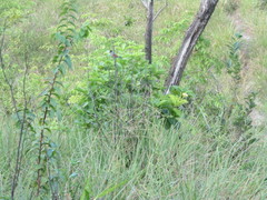 Thamnophilus torquatus