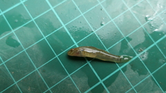 Rhinogobius candidianus