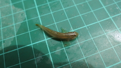 Rhinogobius candidianus