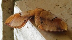 Goodia kuntzei