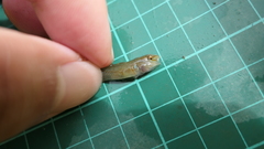 Rhinogobius candidianus