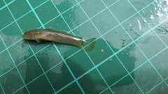 Rhinogobius candidianus