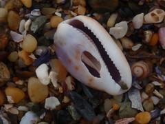 Talostolida pellucens