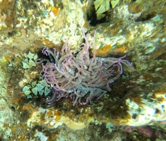 Heteractis crispa