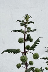 Urtica pilulifera