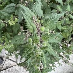 Urtica pilulifera