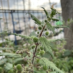 Urtica pilulifera
