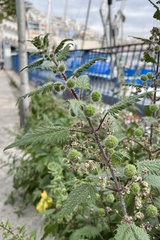 Urtica pilulifera