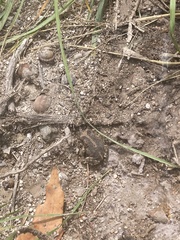 Incilius occidentalis
