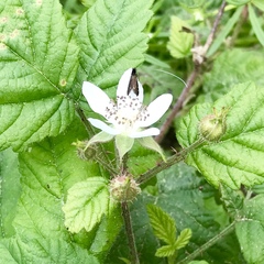 Adela septentrionella