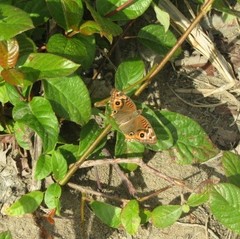 Junonia evarete