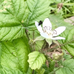 Adela septentrionella