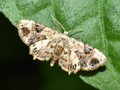 Leucoplema dohertyi