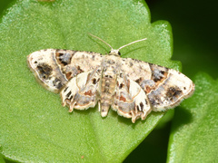 Leucoplema dohertyi