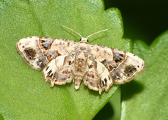 Leucoplema dohertyi