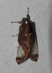 Bertholdia albipuncta