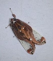 Bertholdia albipuncta