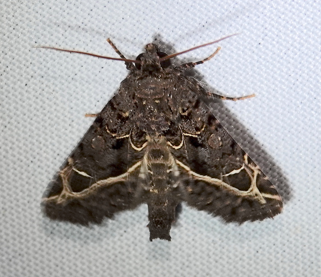 Heterochroma singularis
