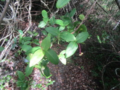 Guapira pernambucensis