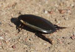 Cybister tripunctatus