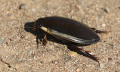 Cybister tripunctatus