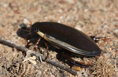 Cybister tripunctatus