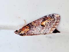Chesias isabella