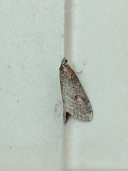 Chesias isabella