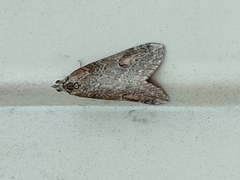 Chesias isabella