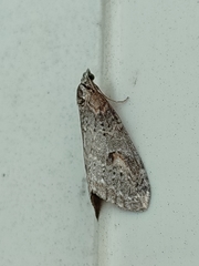 Chesias isabella