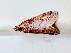 Chesias isabella