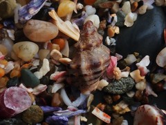 Phycothais reticulata