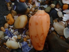 Amoria hunteri