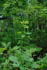 Euphorbia tauricola