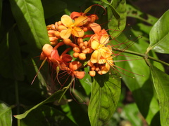 Saraca asoca