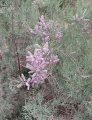 Tamarix tetragyna