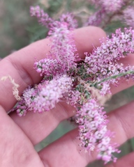 Tamarix tetragyna