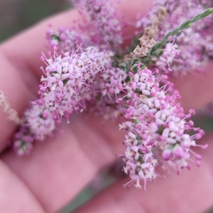 Tamarix tetragyna
