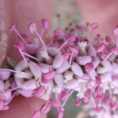 Tamarix tetragyna