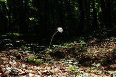 Allium decipiens quercetorum